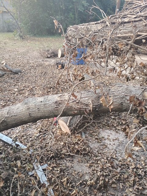 Fencing and Tree Removal Project 1