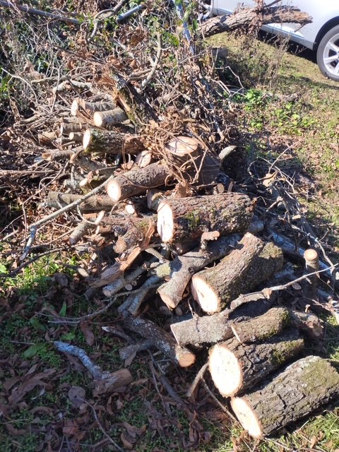 Fencing and Tree Removal Project 2
