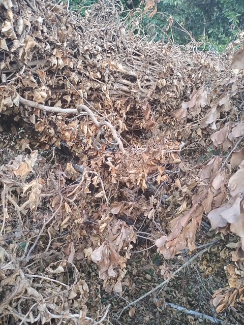 Fencing and Tree Removal Project 4